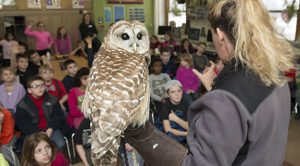 Ohio Wildlife Center Owl