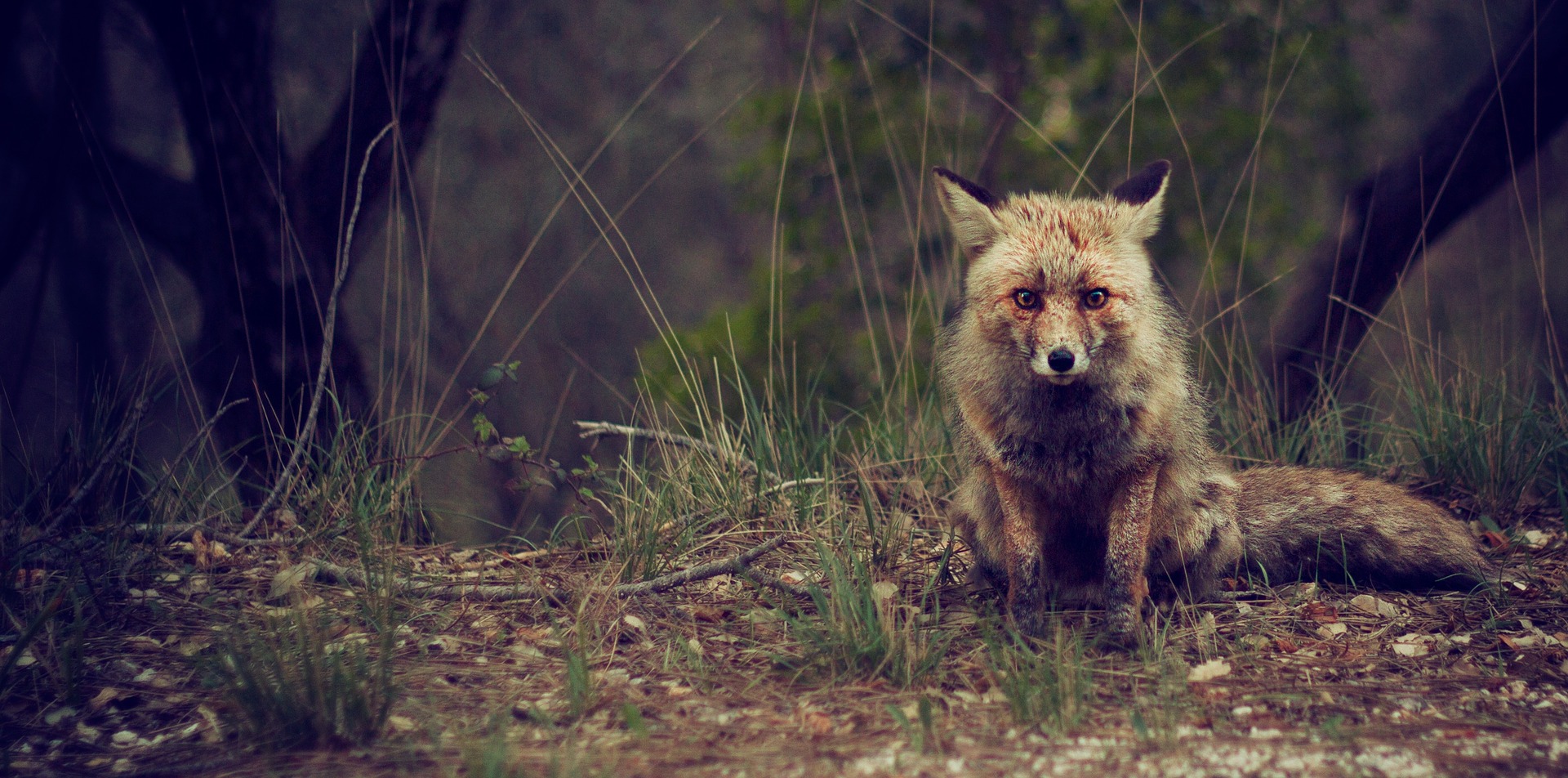 fox photo