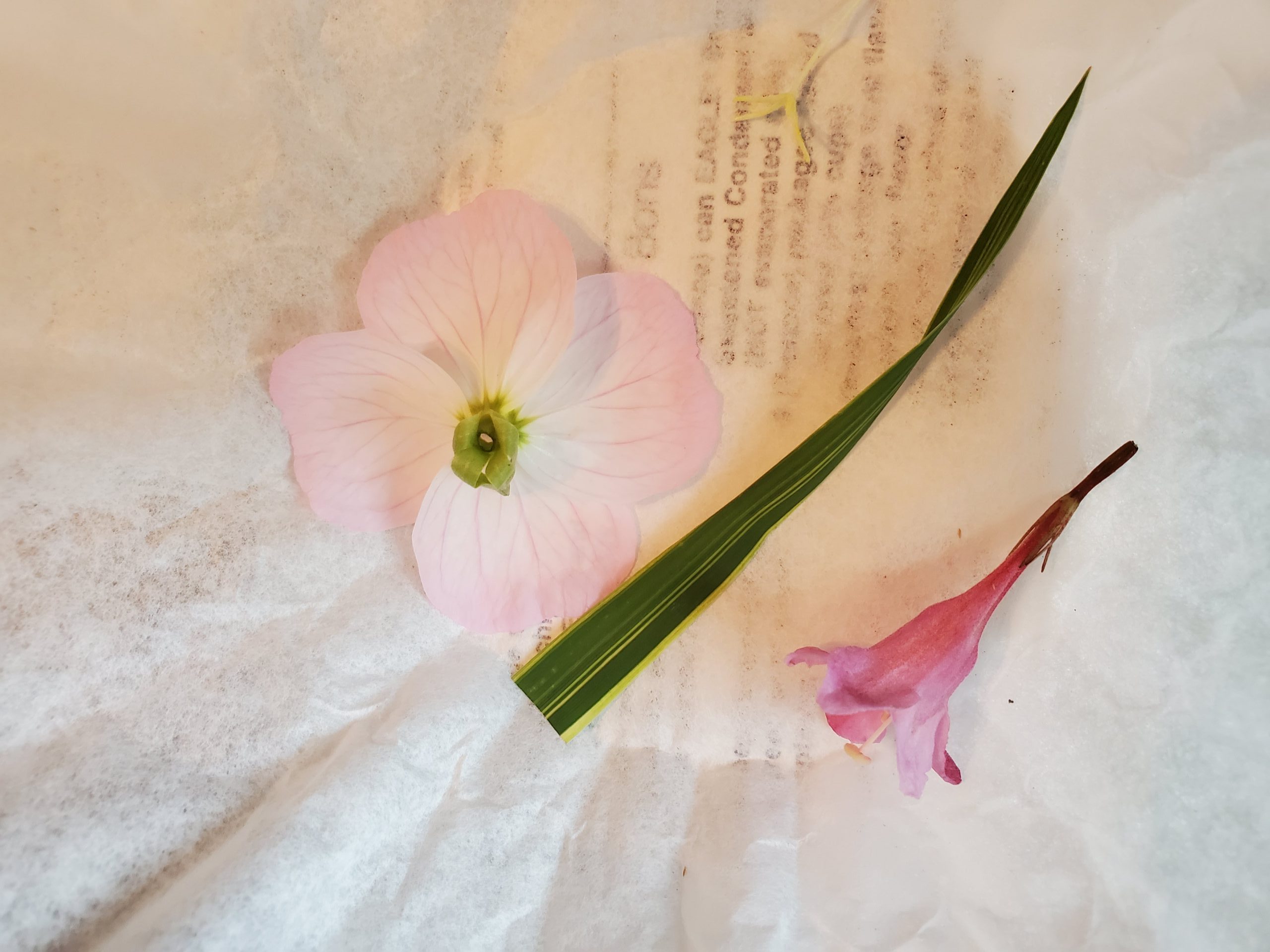 Pressed Flower Badge -  Ireland